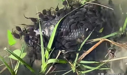 蝌蚪视频,探索生命奥秘的奇妙之旅