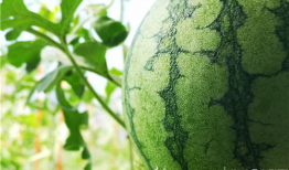 五一今日热门吃瓜视频,揭秘五一假期里的爆笑美食事件